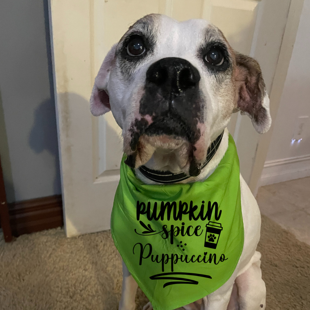 Pumpkin Spice Puppuccino - Bandana