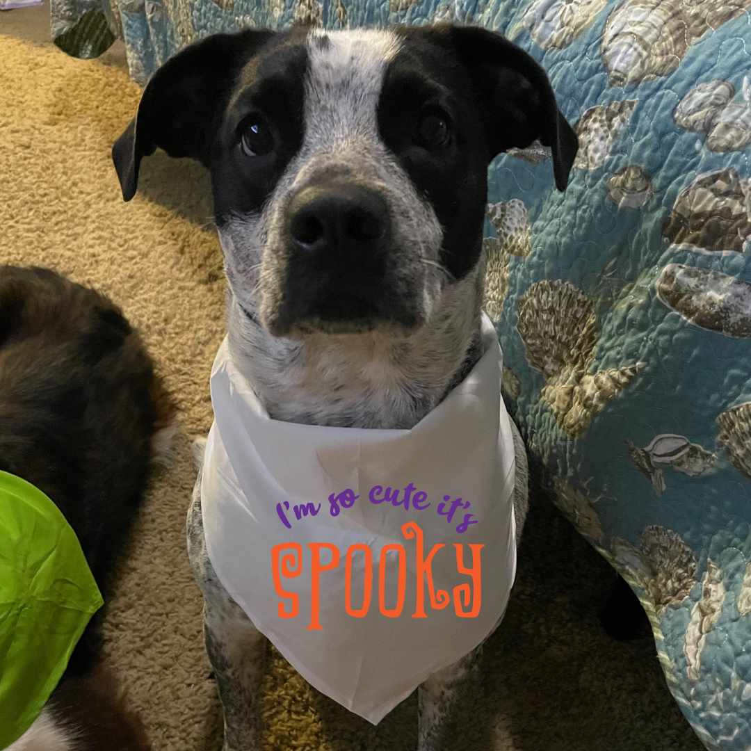 So Cute it's Spooky - Bandana