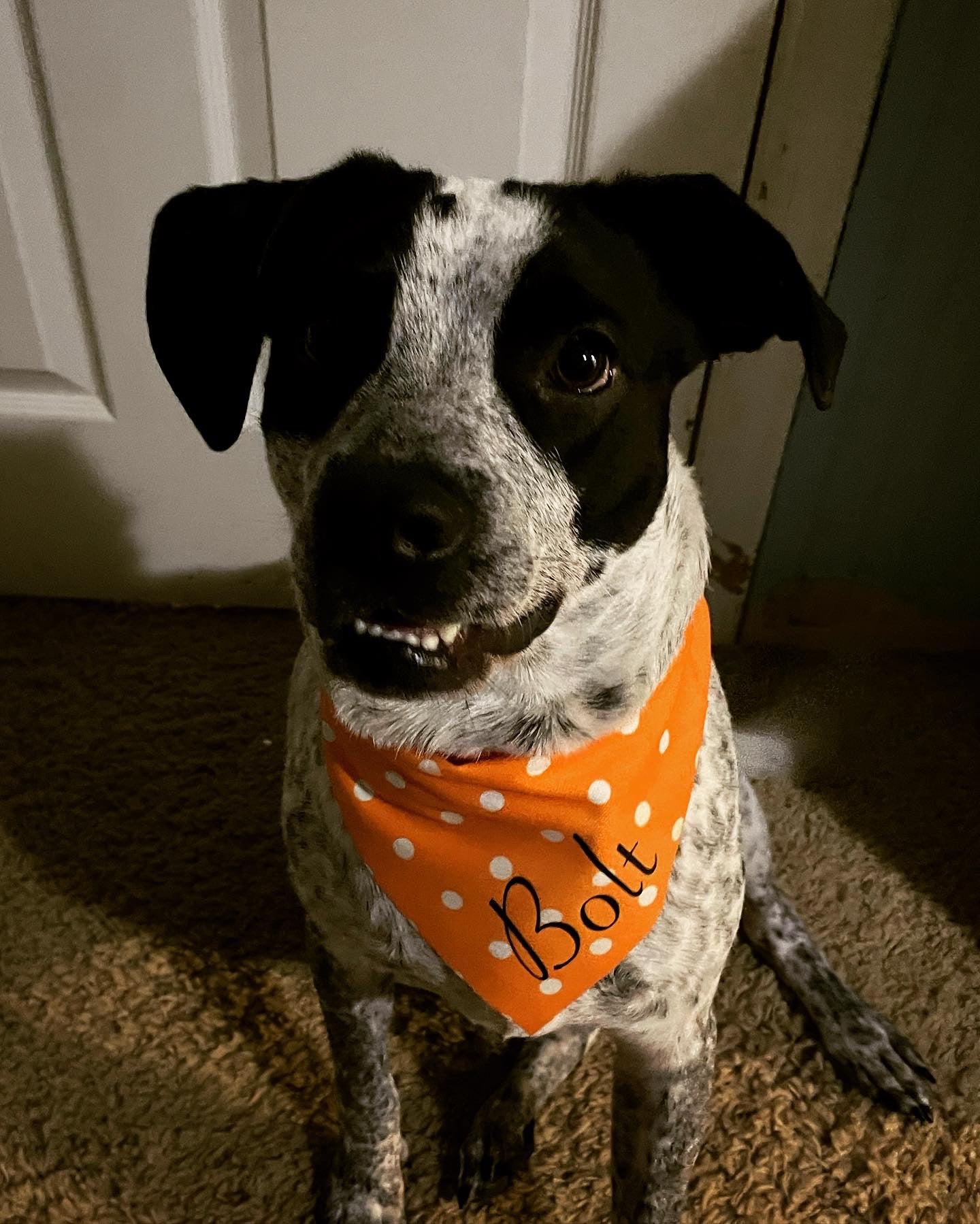 Personalized Polka Dot Pet Name Bandana