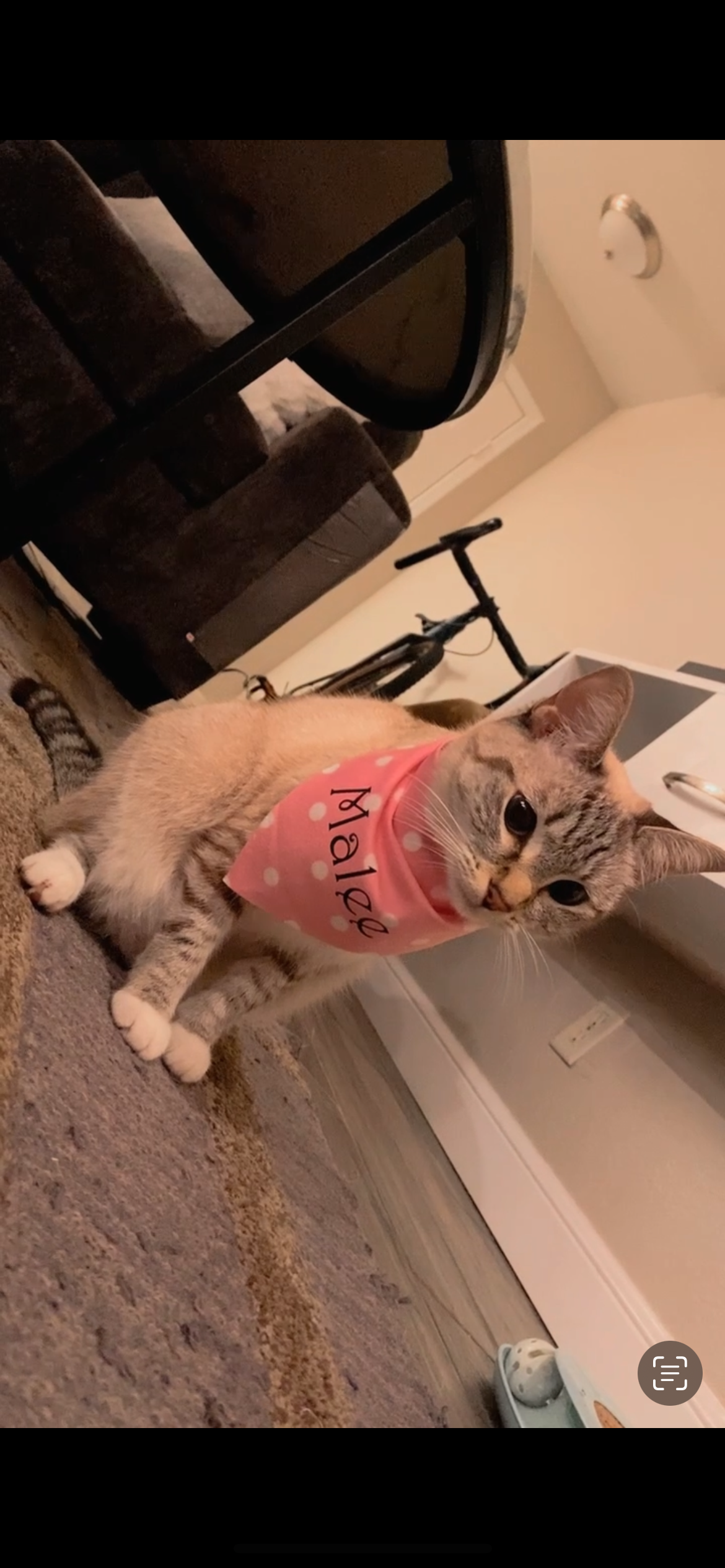 Personalized Polka Dot Pet Name Bandana