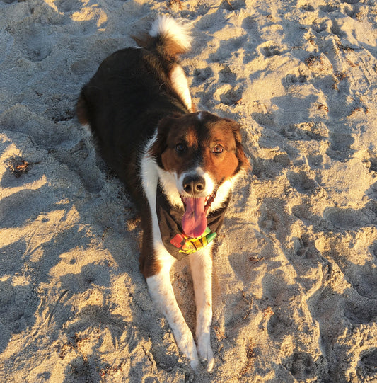 Salty Paws Workshop