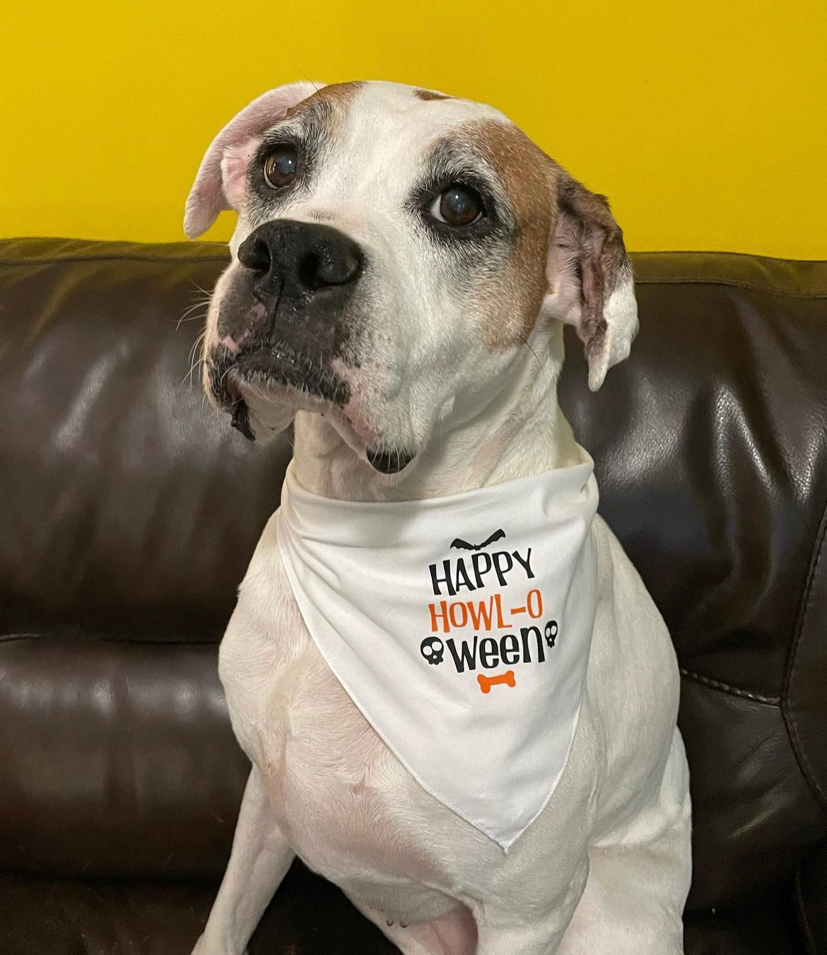Halloween Bandanas