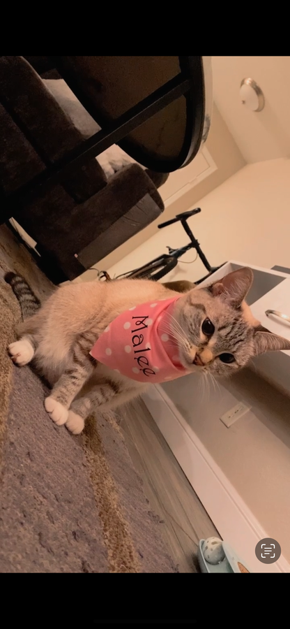 Personalized Polka Dot Pet Name Bandana